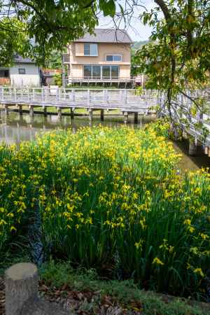 長岡天満宮　黄菖蒲あふれ