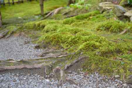 寂光院　苔映える