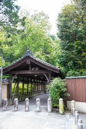 東福寺　臥雲橋の青もみじ