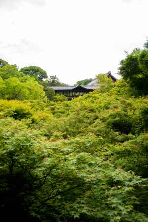 東福寺　一面ひろがる青紅葉