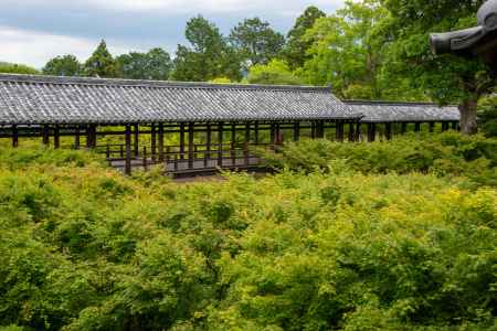 東福寺　緑の通路