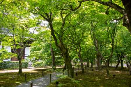 東福寺　日陰の静けさ
