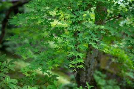 東福寺　緑紅葉