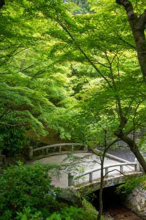 東福寺　青もみじが覆う世界