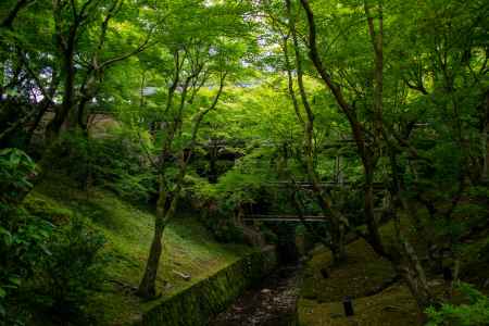 東福寺　緑濃く