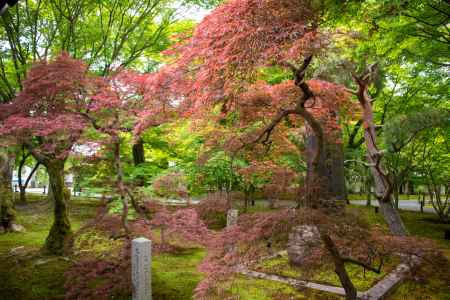 東福寺　もう赤く？