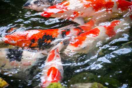 池の鯉
