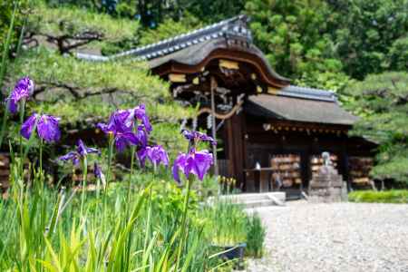 花菖蒲と本殿