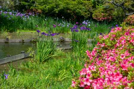 ツツジとハナショウブ