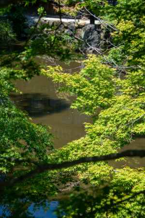 池に青もみじ
