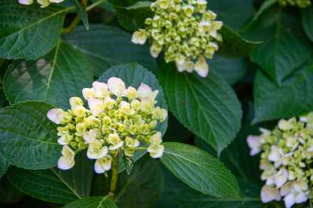 そろそろ咲きます