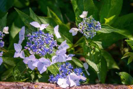 ドレスのような華やかさ