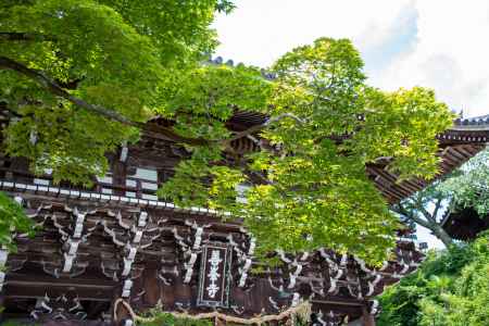 青もみじと山門