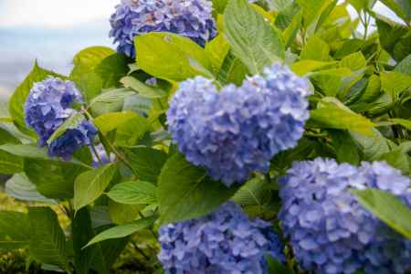 初夏のいろどり