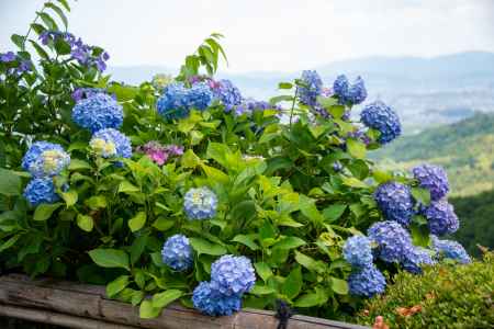 淡く　優しく　華やかに