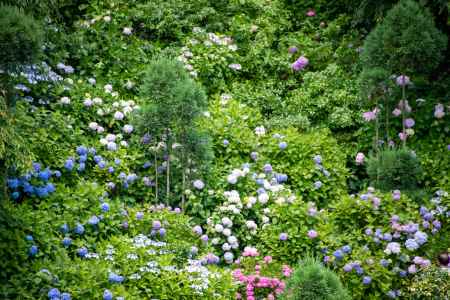 初夏を散りばめる