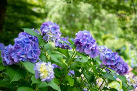 ムラサキ　雅やかに