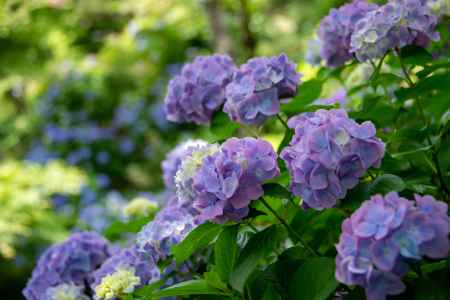 まるまるムラサキ