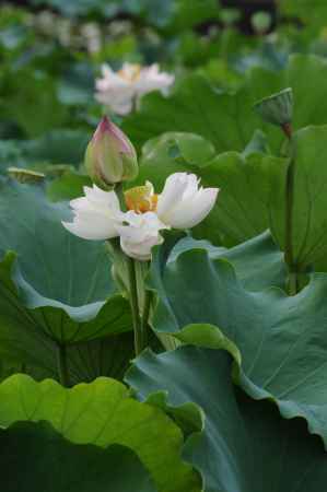 重なり　重なる