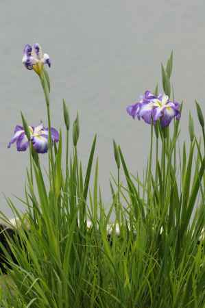 初夏にむかって