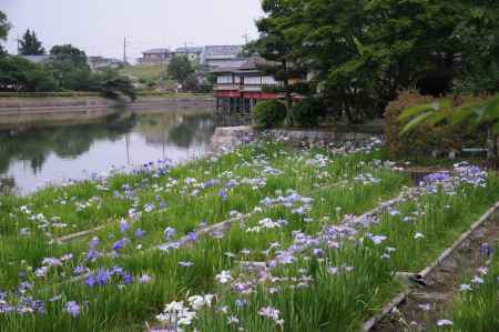 池に群生する花菖蒲
