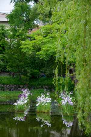 整列花しょうぶ