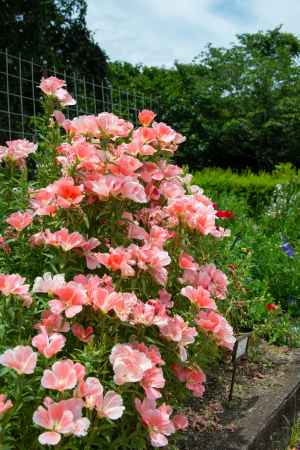 アメリカ産の花　ゴテチア