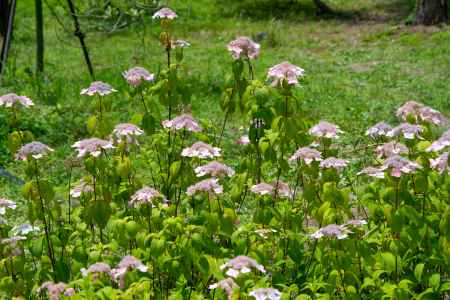 初夏を彩るガクアジサイ