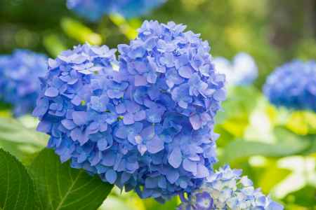 ハートあじさい？