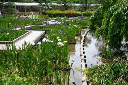 曲がりくねった木道