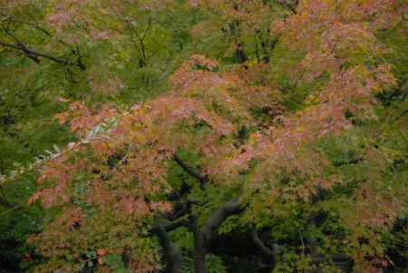 城南宮神苑のもみじ
