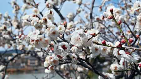 八条が池の白梅