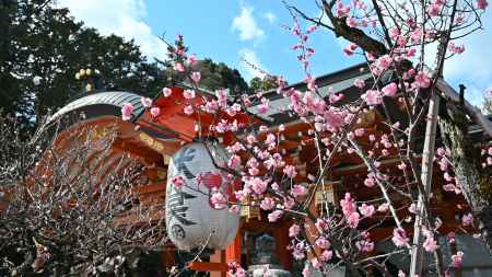 天満宮の梅