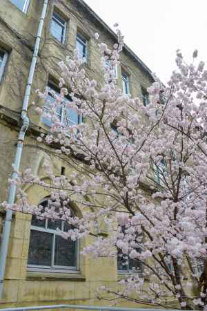 2022早咲き　春めき桜