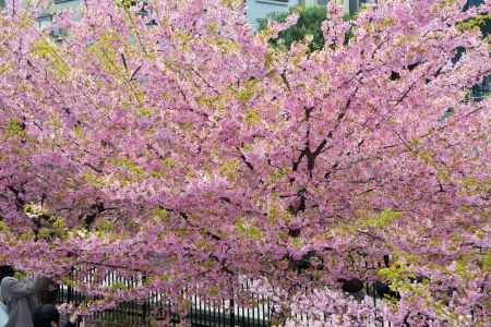 早咲きは満開です