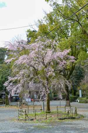 円山のしだれを受け継ぐ