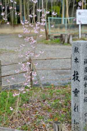 祇園枝垂れの3代目