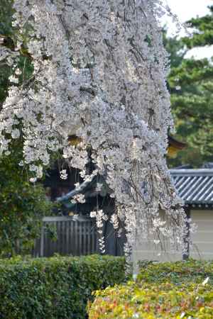 ずっしりと春がぶら下がる