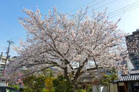 妙蓮寺の春