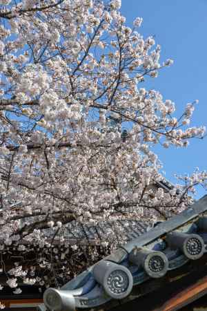 瓦とサクラ