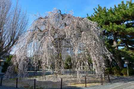 おかめのサクラ