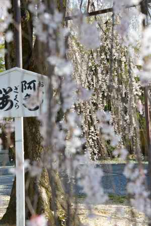 おかめカーテン