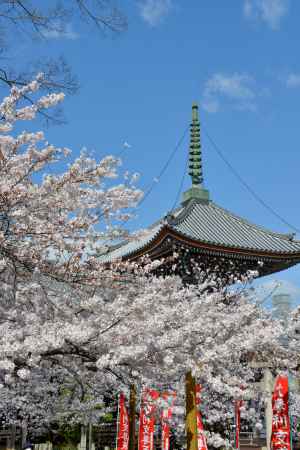 大摩利支尊のサクラ