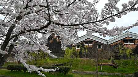 酒蔵と桜