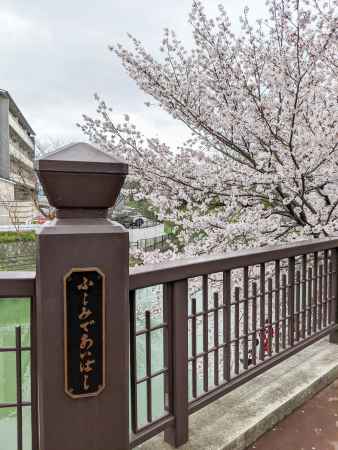 であいのサクラ