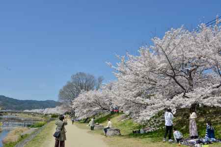 桜が続く鴨川遊歩道
