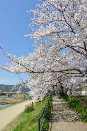 鴨川岸の春