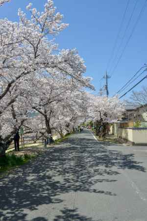 青空と桜並木