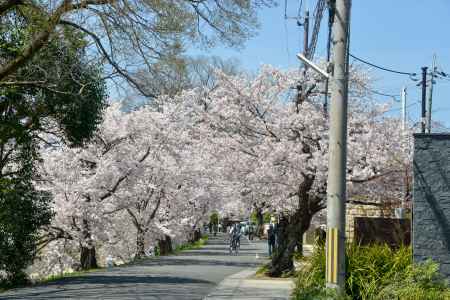 さくらトンネル