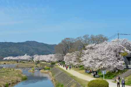 鴨川春景色